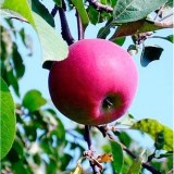 Красное раннее5_0x160 Любимый сад